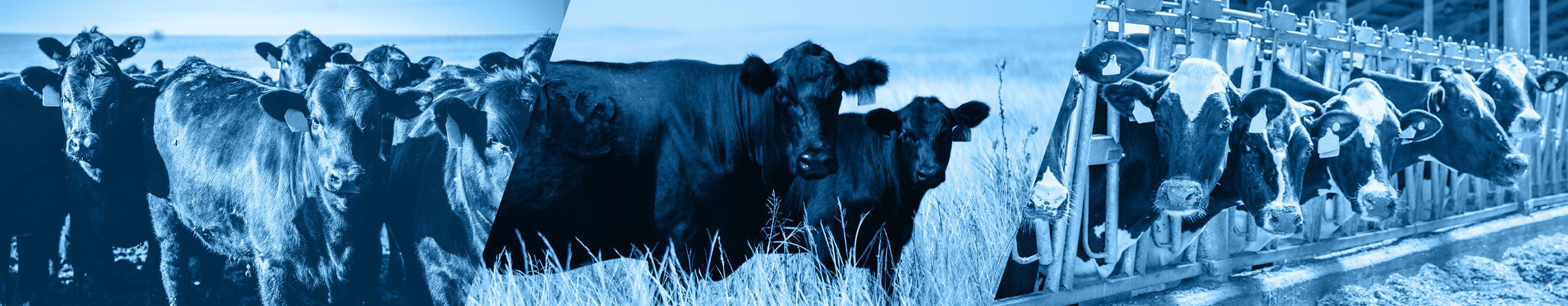 Микроэлементы для племенного скота