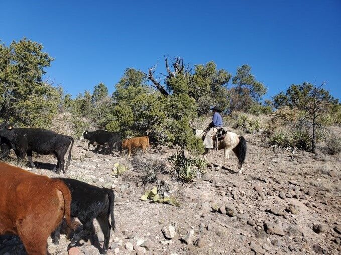 Микроэлементы для племенного скота