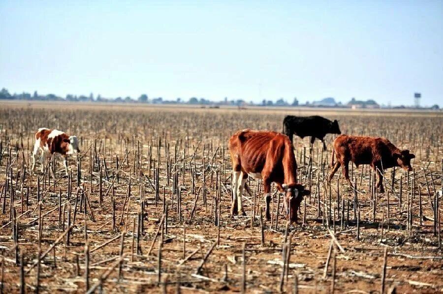 Микроэлементы для племенного скота