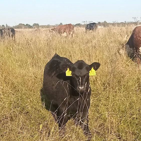 Тёлочка кросс абердин-ангус × герефорд 2025 года