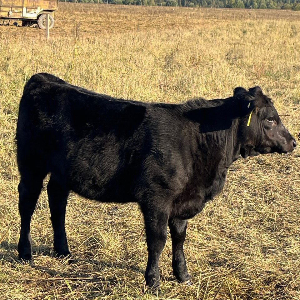 Тёлочка кросс абердин-ангус × герефорд 2025 года — боковой профиль