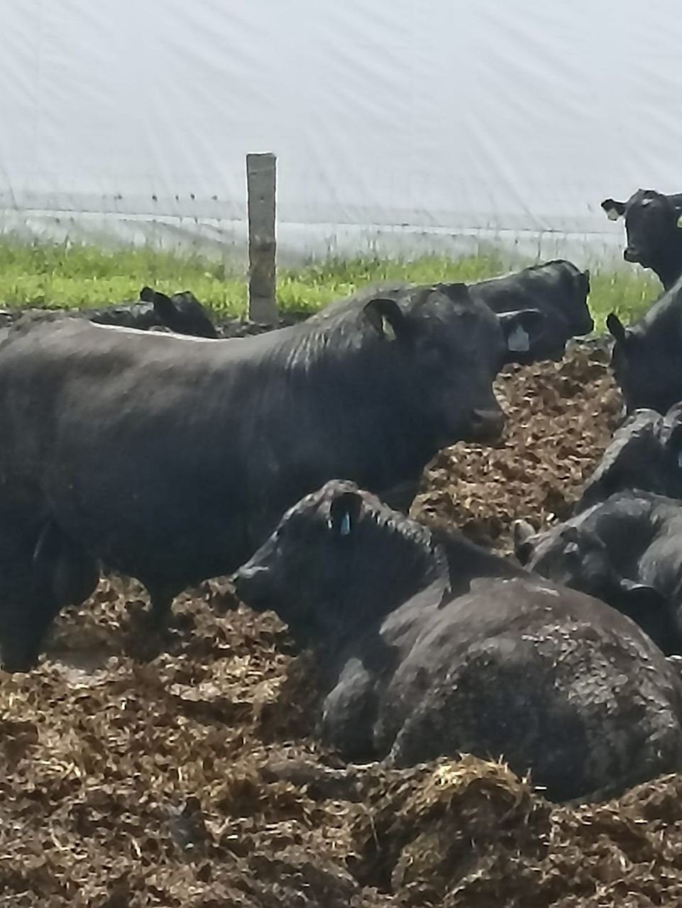 Молодые бычки Абердин-ангусской породы, 30 голов — изображение 4