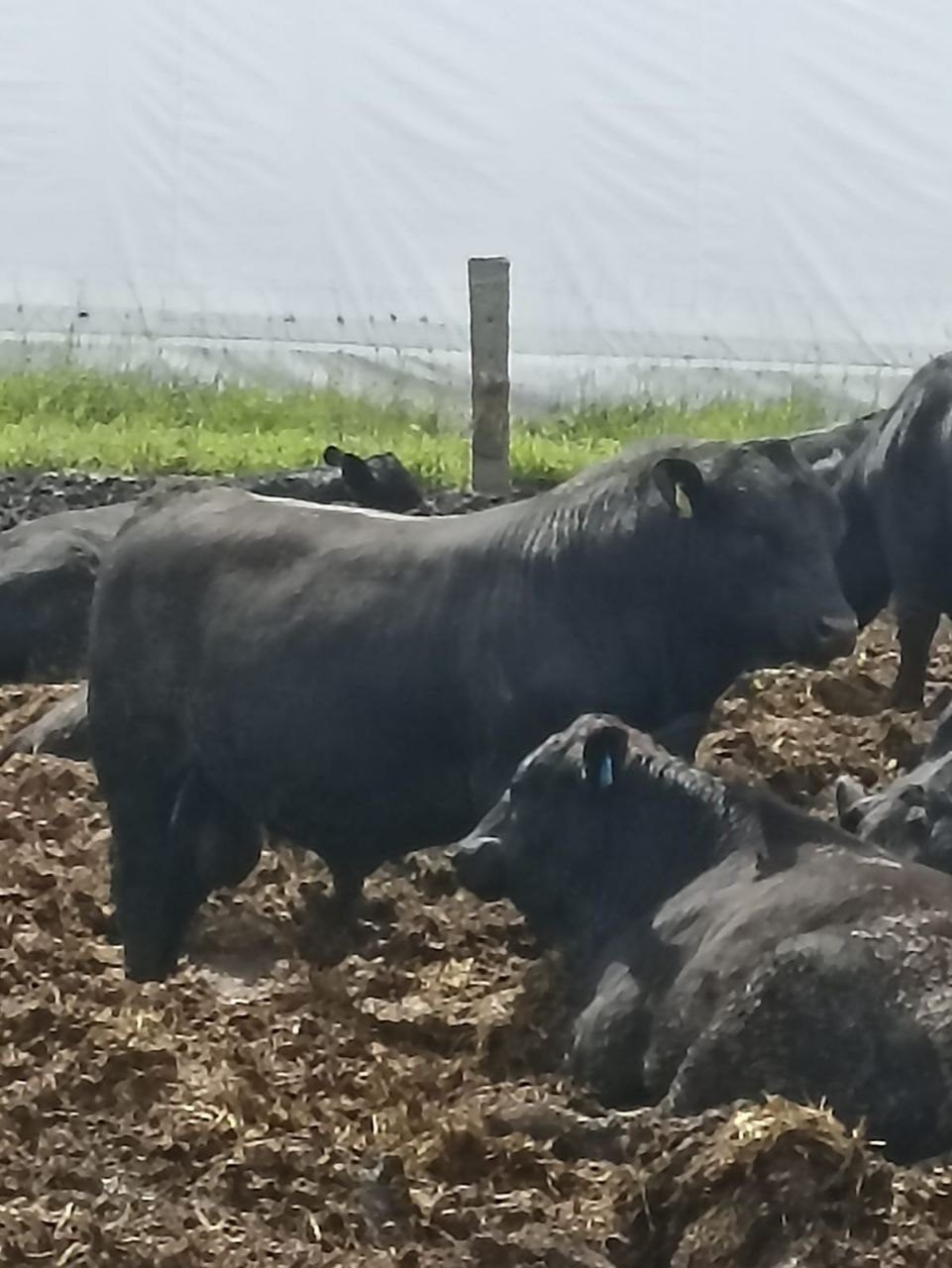 Молодые бычки Абердин-ангусской породы, 30 голов — изображение 3