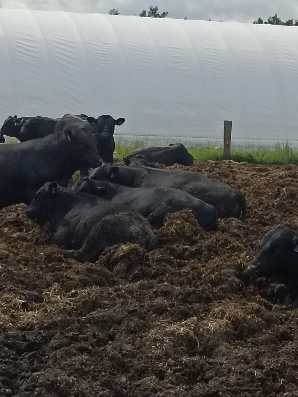 Молодые бычки Абердин-ангусской породы, 30 голов — изображение 2