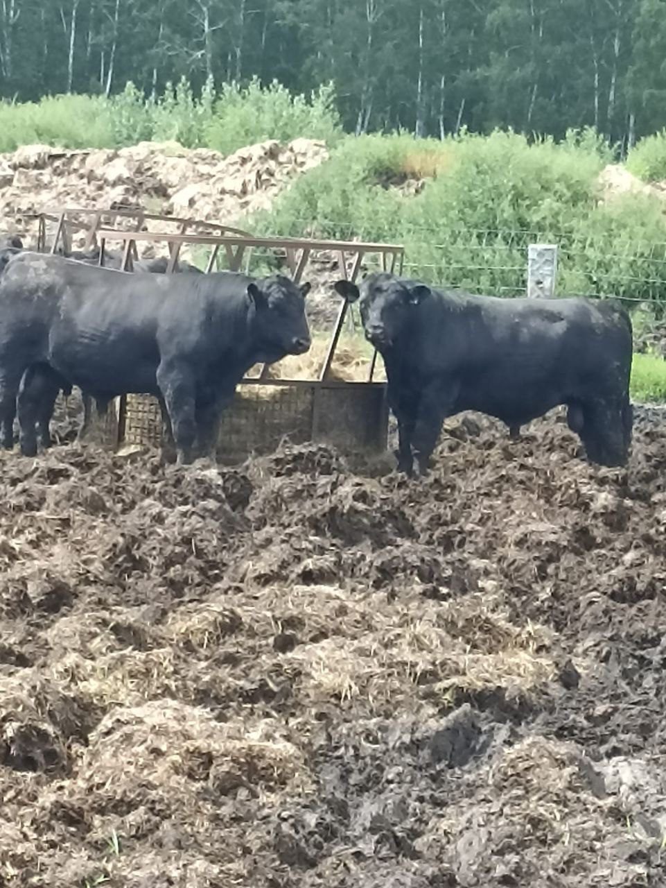 Молодые бычки Абердин-ангусы
