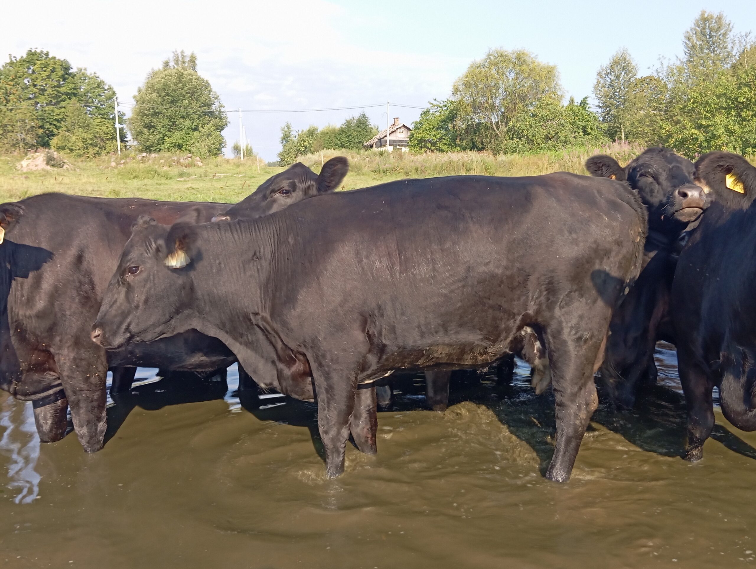 Стельные коровы Абердин-ангус (КФК Афанасьев А.В.)