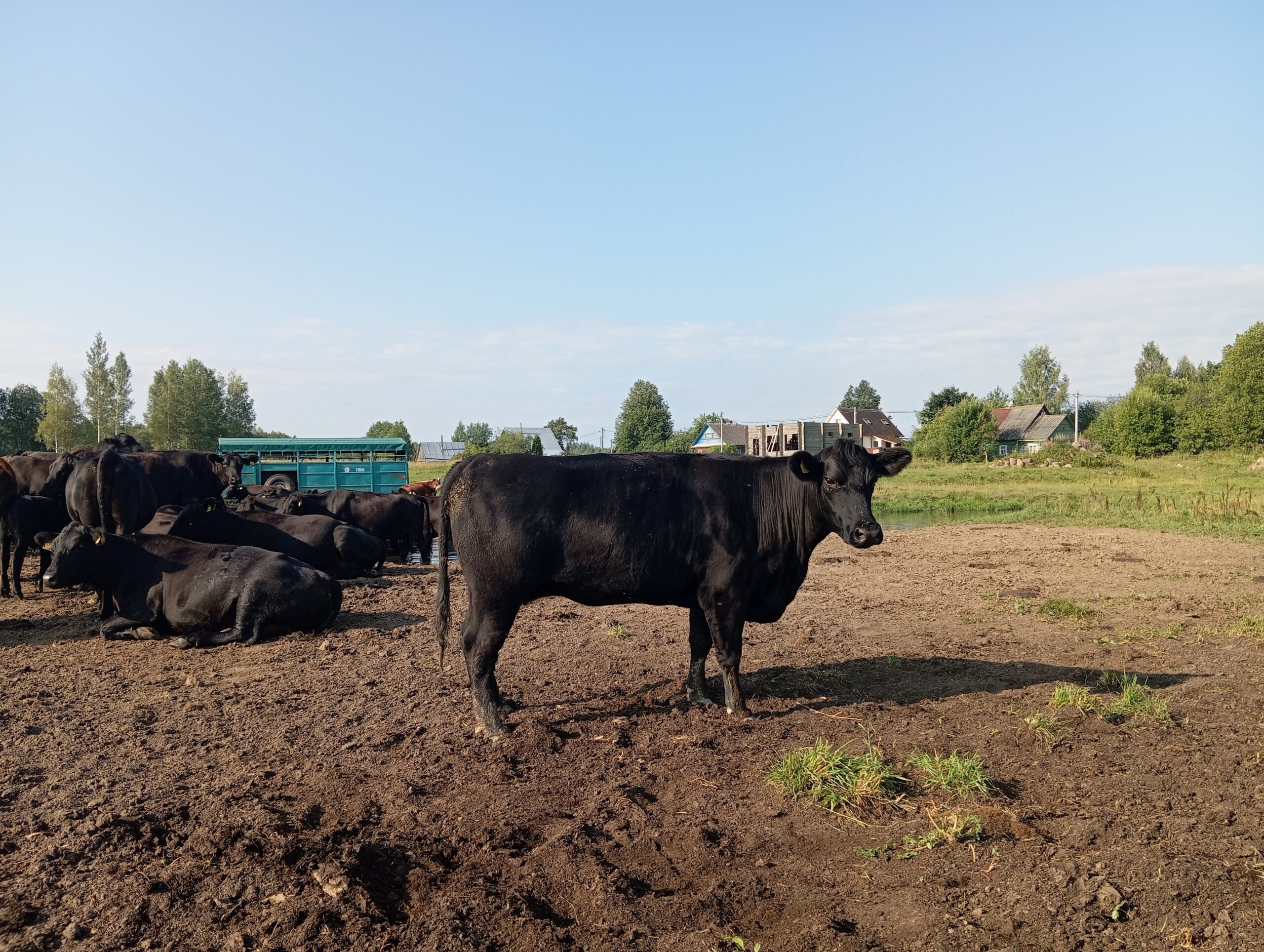 Стельная корова (КФК Афанасьев А.В.)