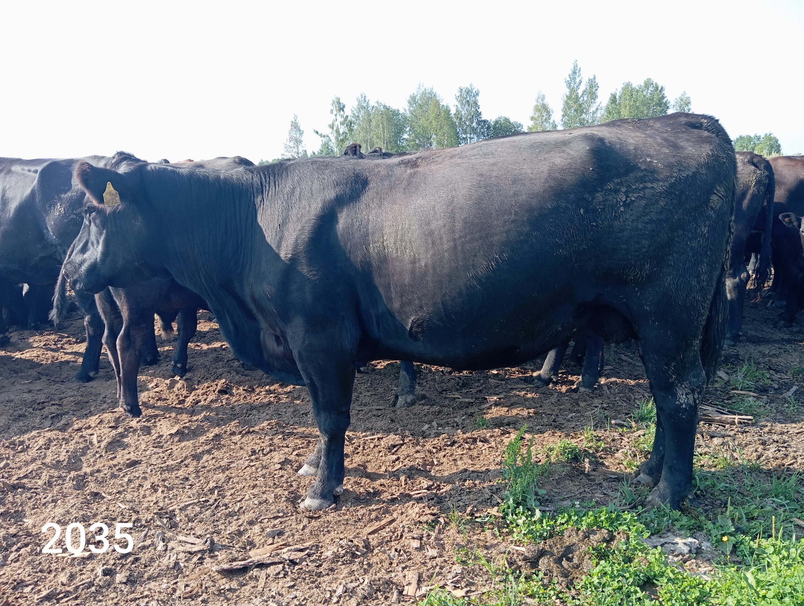 Стельная корова (КФК Афанасьев А.В.)