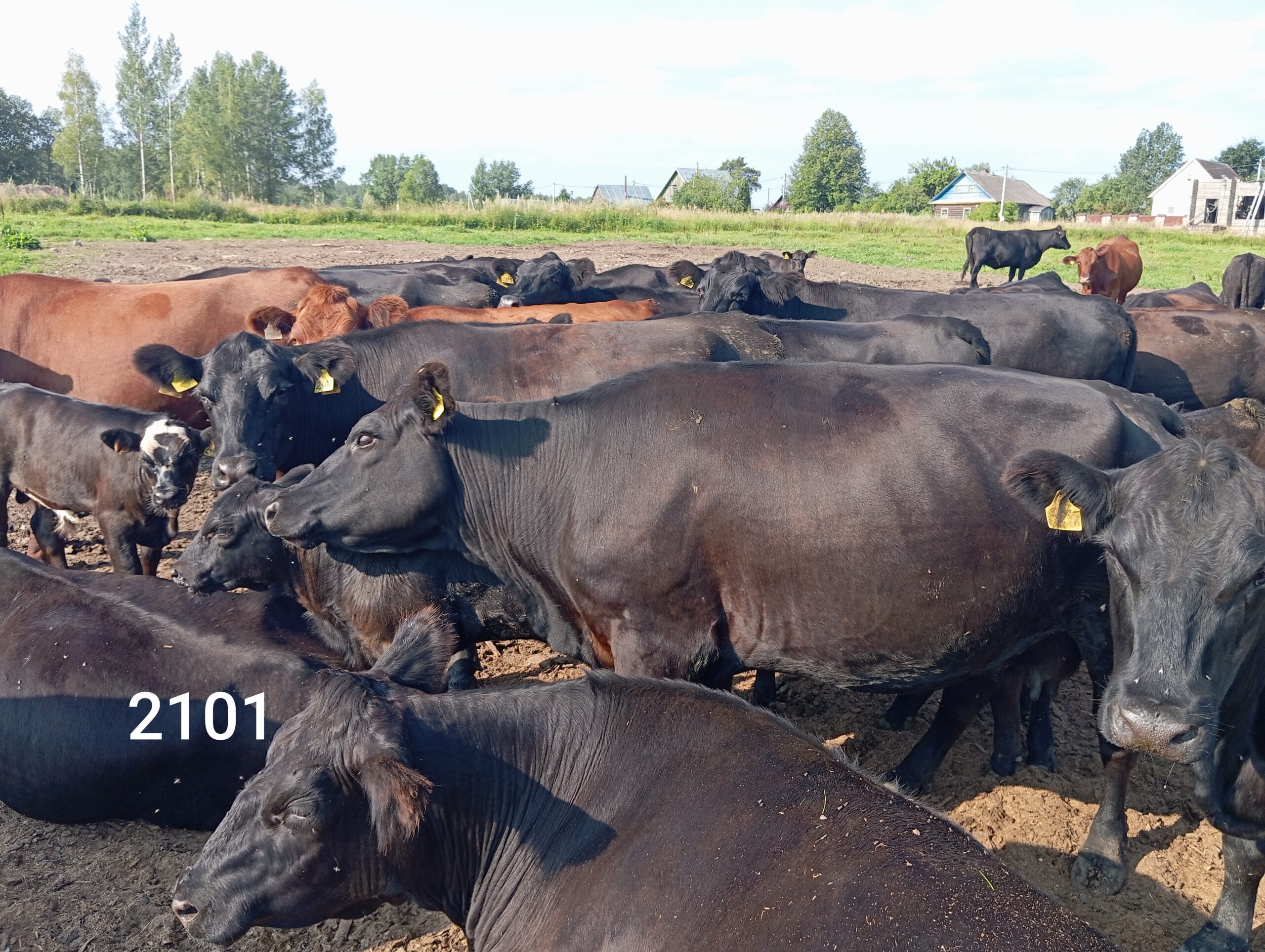 Стельная корова (КФК Афанасьев А.В.)