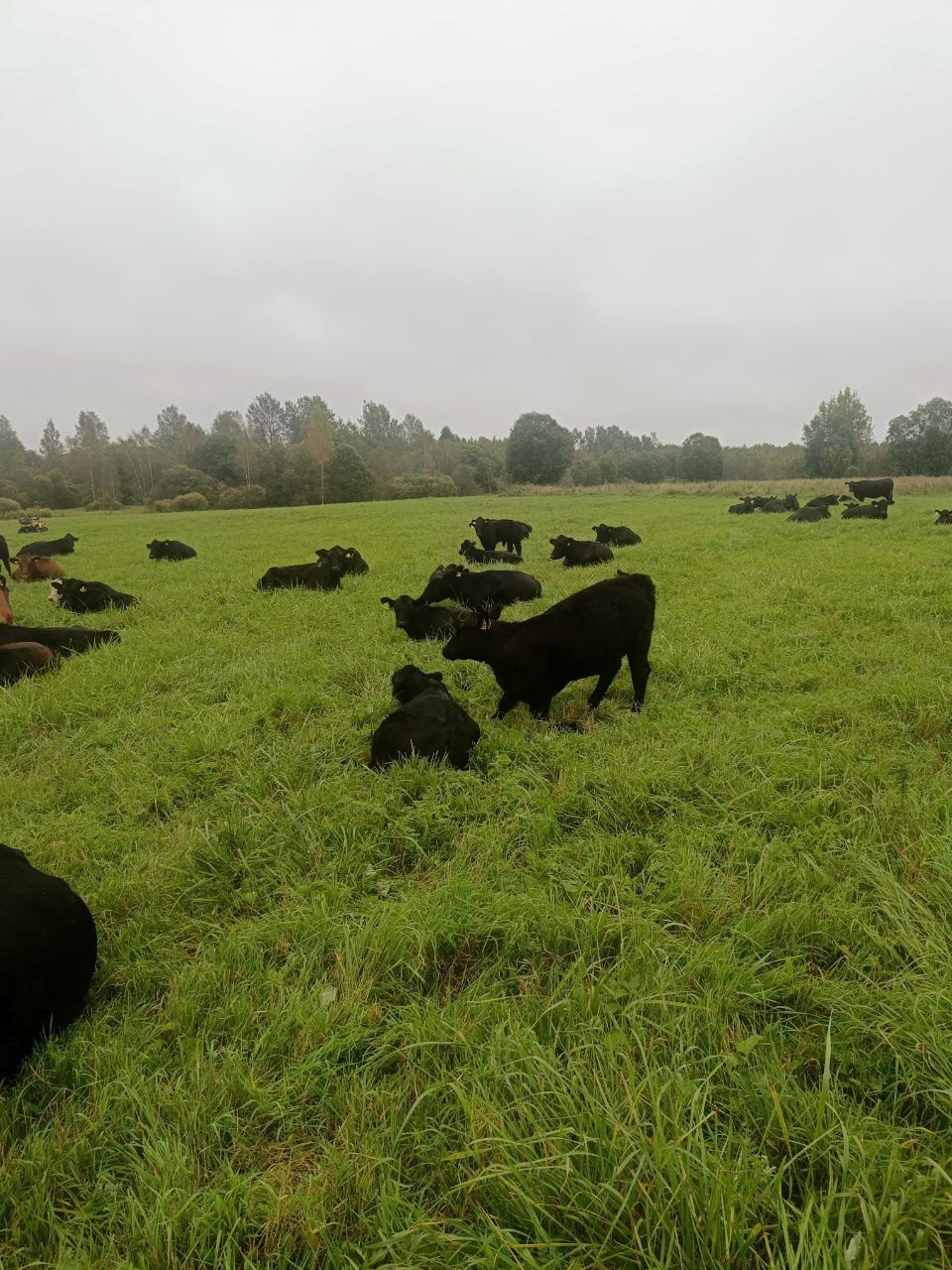 Тёлочки абердин-ангус 2025 года — молодняк на выгуле