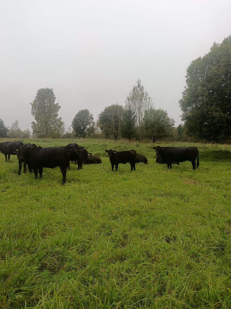 Абердин-ангус — тёлочки 2025 г.р., коммерческое стадо