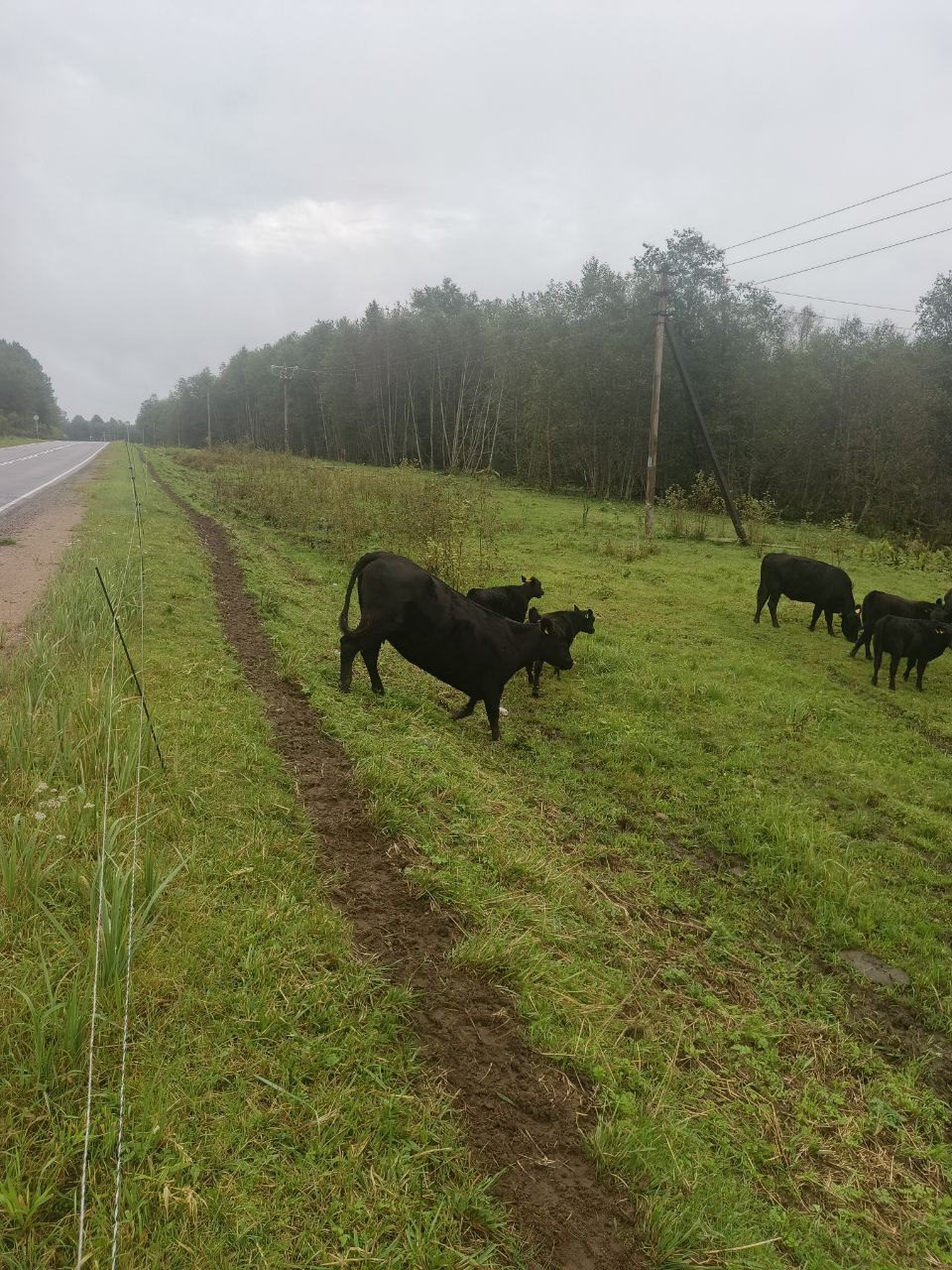 Группа тёлочек абердин-ангус 2025 года перед осмотром