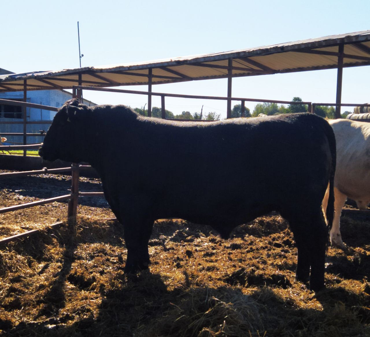 Абeрдин-ангус — племенной бычок 18 мес., боковой профиль