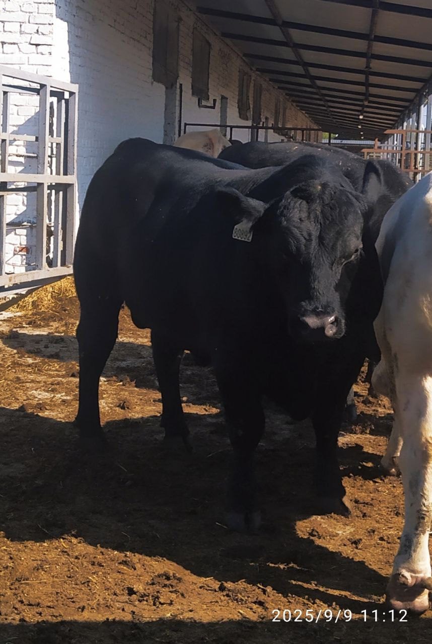 Племенной бычок абердин-ангусской породы — 18 месяцев, 676 кг (Молочная фабрика)