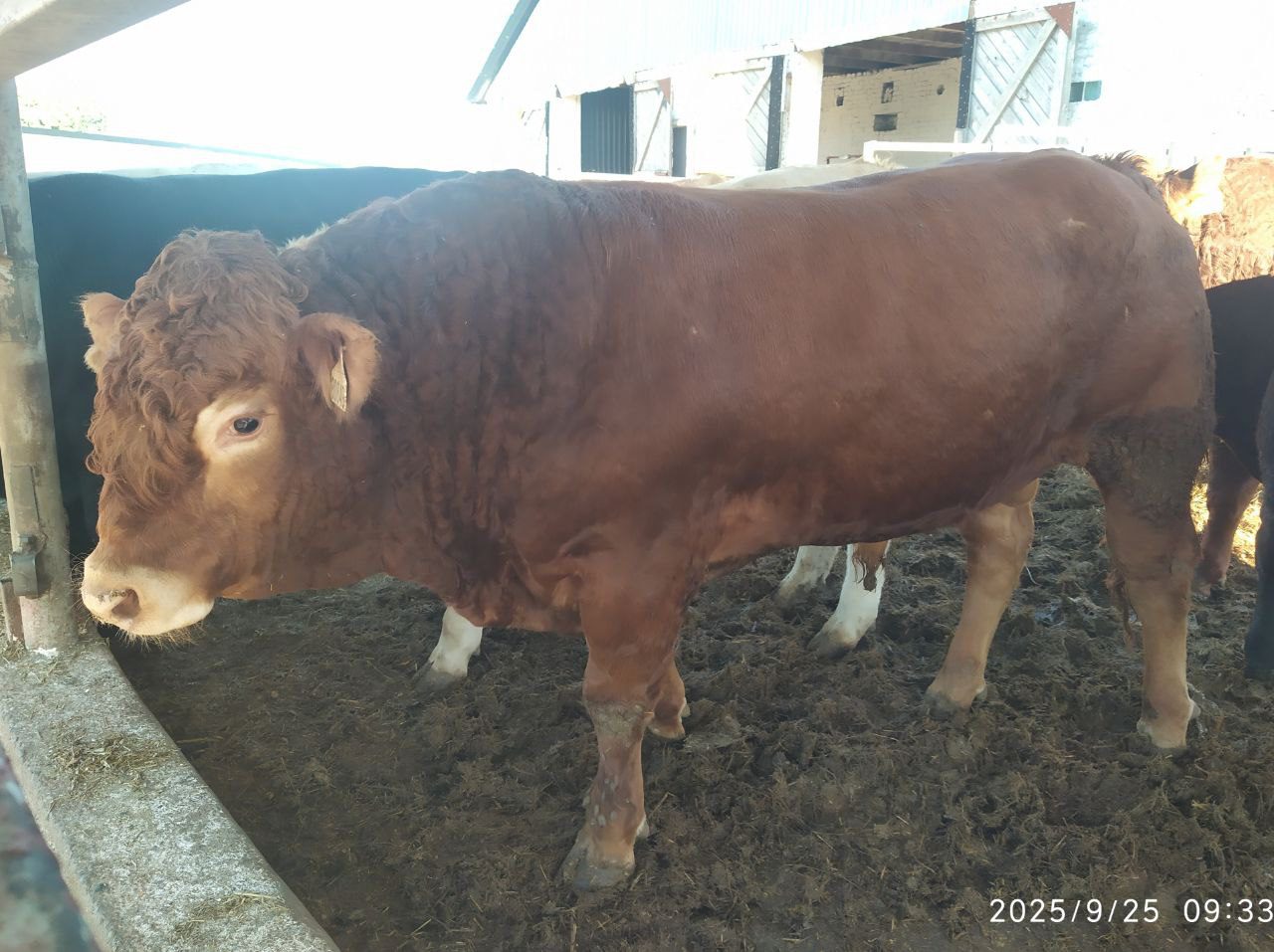 Лимузин — племенной бычок, комолый, генотипирован, спокойный характер