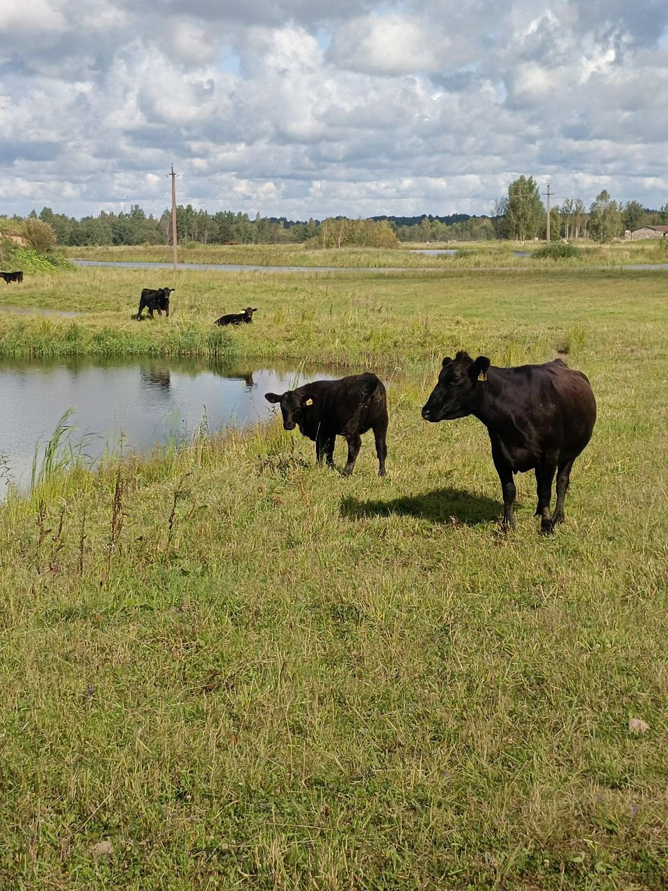 Стельные коровы Абердин-ангус (КФК Афанасьев А.В.)