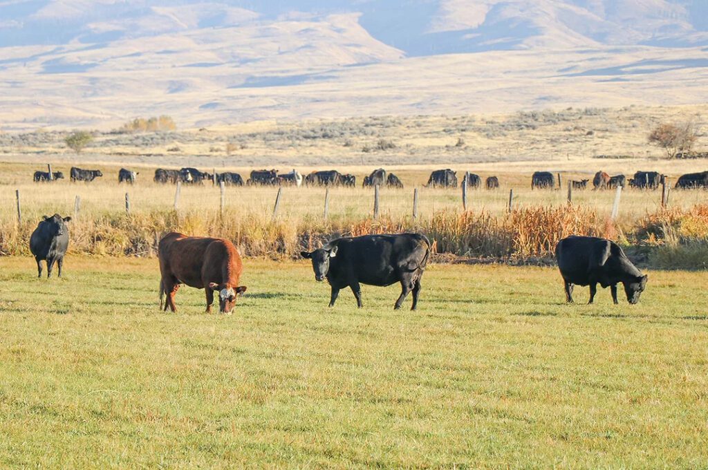 Статистика мясного скотоводства 2025