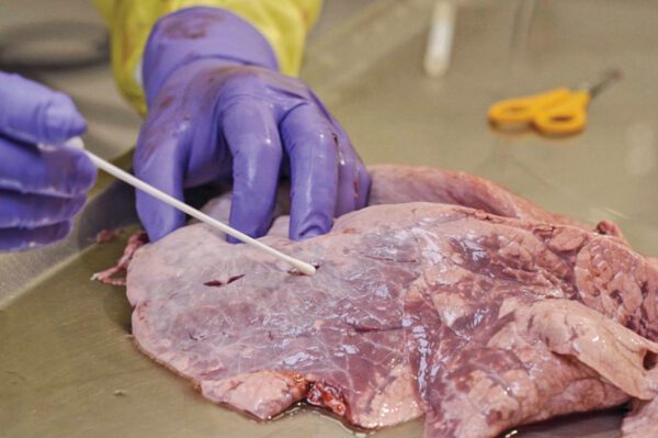 БРСВ может снижать мукоцилиарный клиренс на 50% и значительно способствовать развитию бактериальной инфекции в лёгких.