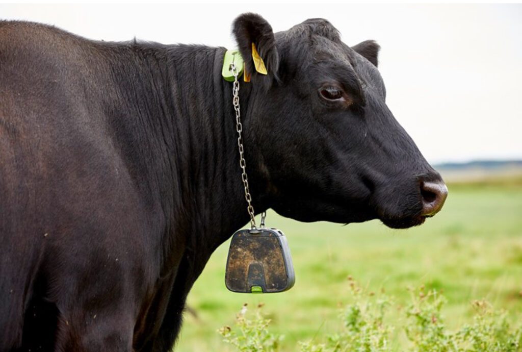 Виртуальная электроизгородь на коровах